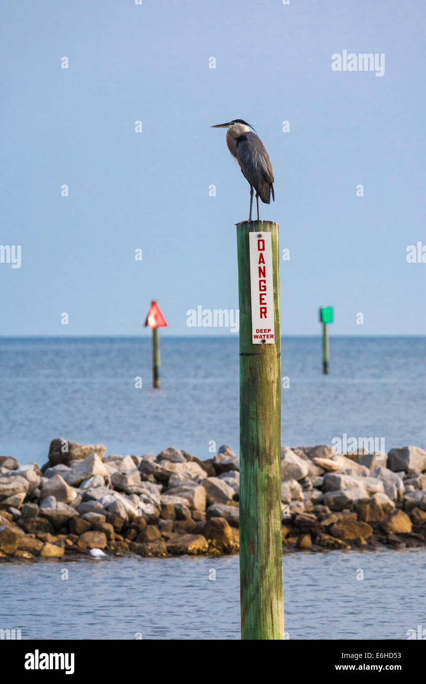 Great Blue Heron auf Holzpfählen mit Gefahrenschild neben der Schifffahrtsmarkierung in Gulfport Harbor, Gulfport, MS Stockfoto