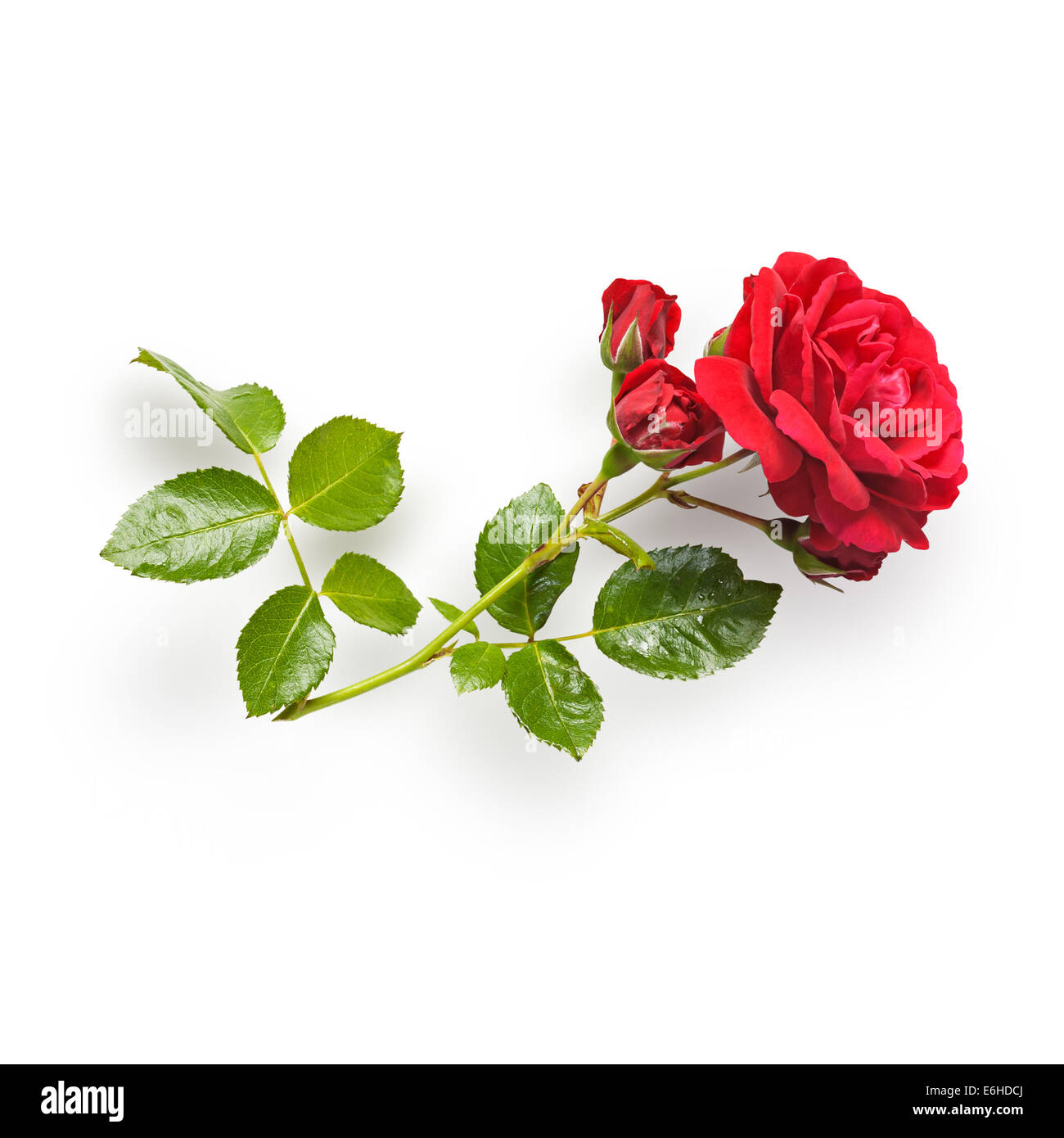 Rote rose Blume mit Stamm und Blätter. Kletterrosen im Sommergarten