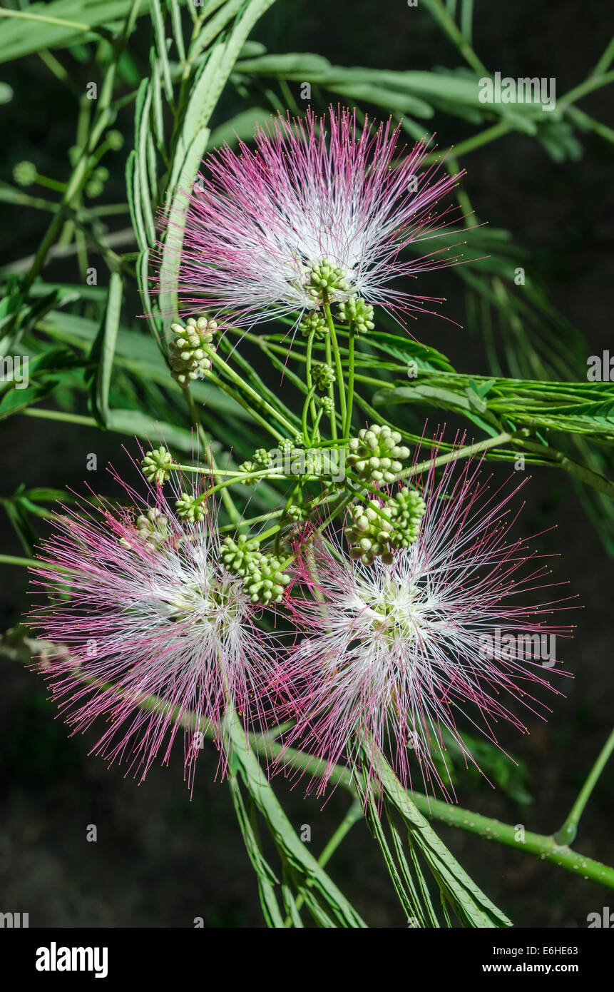 Nahaufnahme von persischer Silk Baum (Albizia Julibrissin) oder Pink Siris Blumen Blätter und unreife Früchte, vertikale Nachtaufnahme Stockfoto