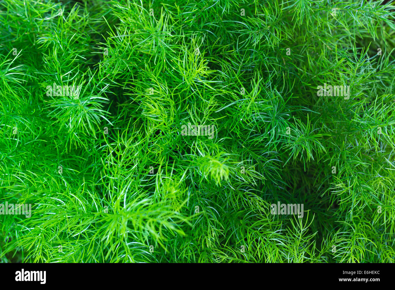 Grünes Blatt Natur Hintergrund der Spargel Farn Stockfoto