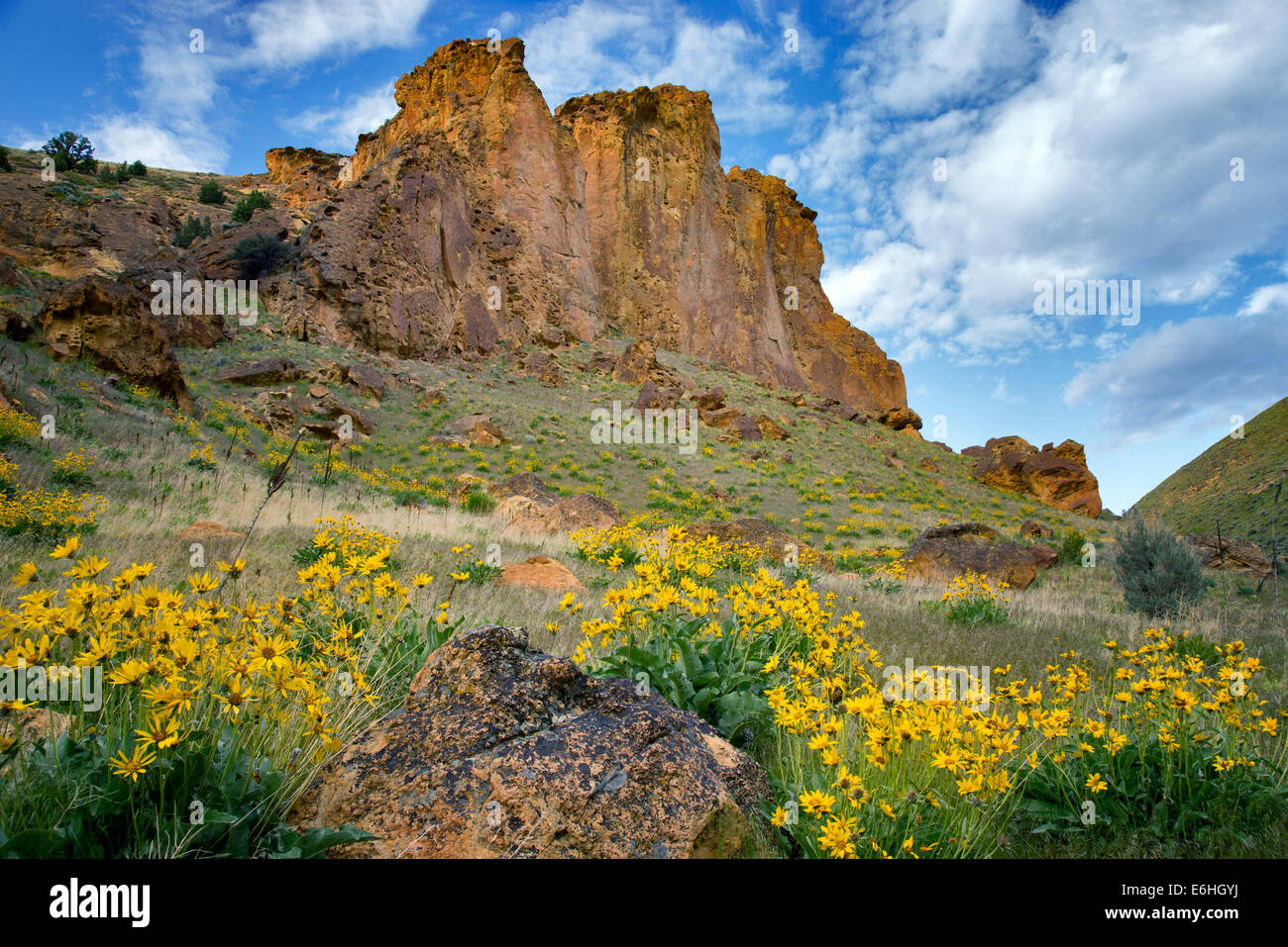 Balsamwurzel Wildblumen und Felsformationen in Leslie Gultch. Malhuer County, Oregon Stockfoto
