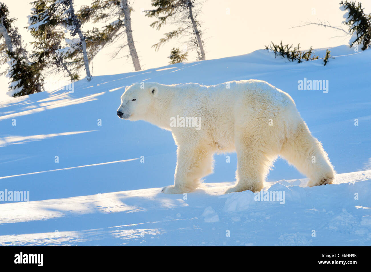 Eisbär (Ursus Maritimus) Mutter steht neben dem frisch eröffnete Höhle, Wapusk-Nationalpark, Kanada. Stockfoto