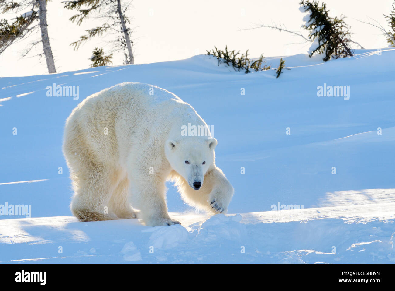 Eisbär (Ursus Maritimus) Mutter steht neben dem frisch eröffnete Höhle, Wapusk-Nationalpark, Kanada. Stockfoto