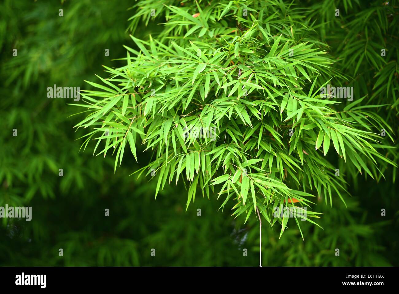 Zweige der Bambus-Blätter Stockfoto