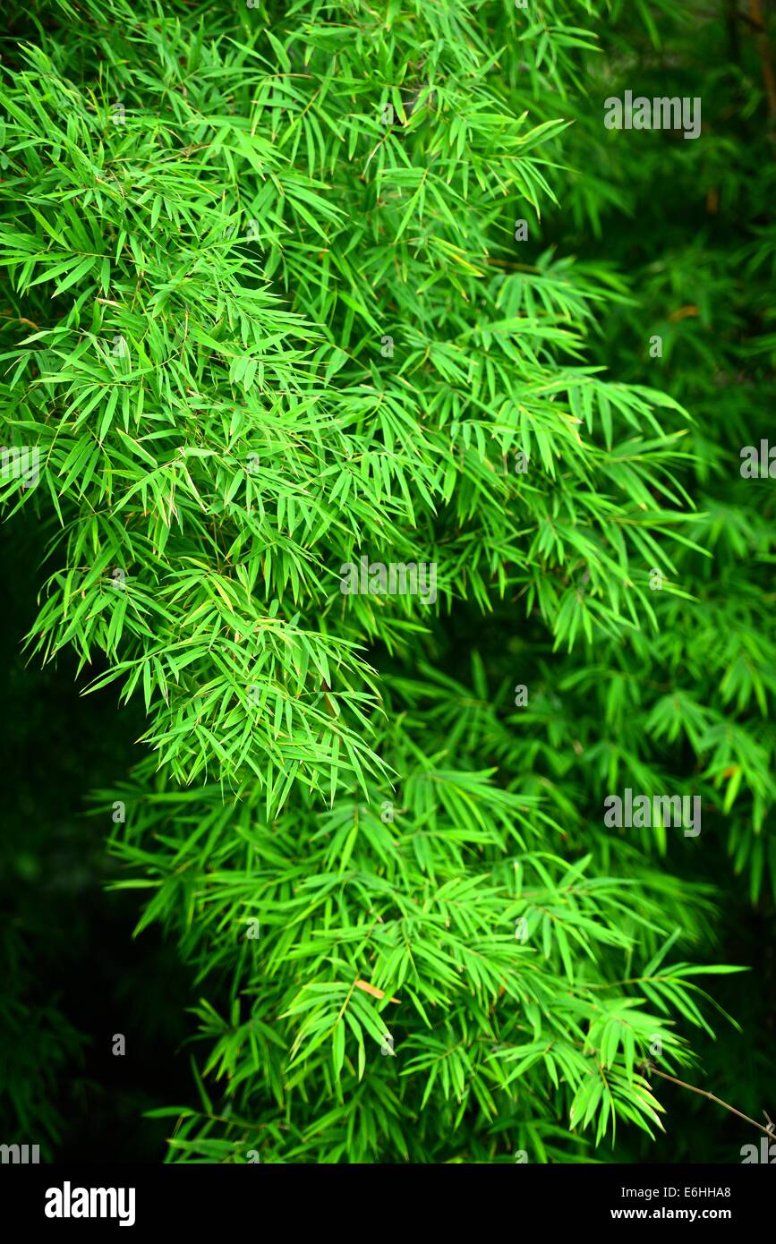 Zweige der Bambus-Blätter Stockfoto