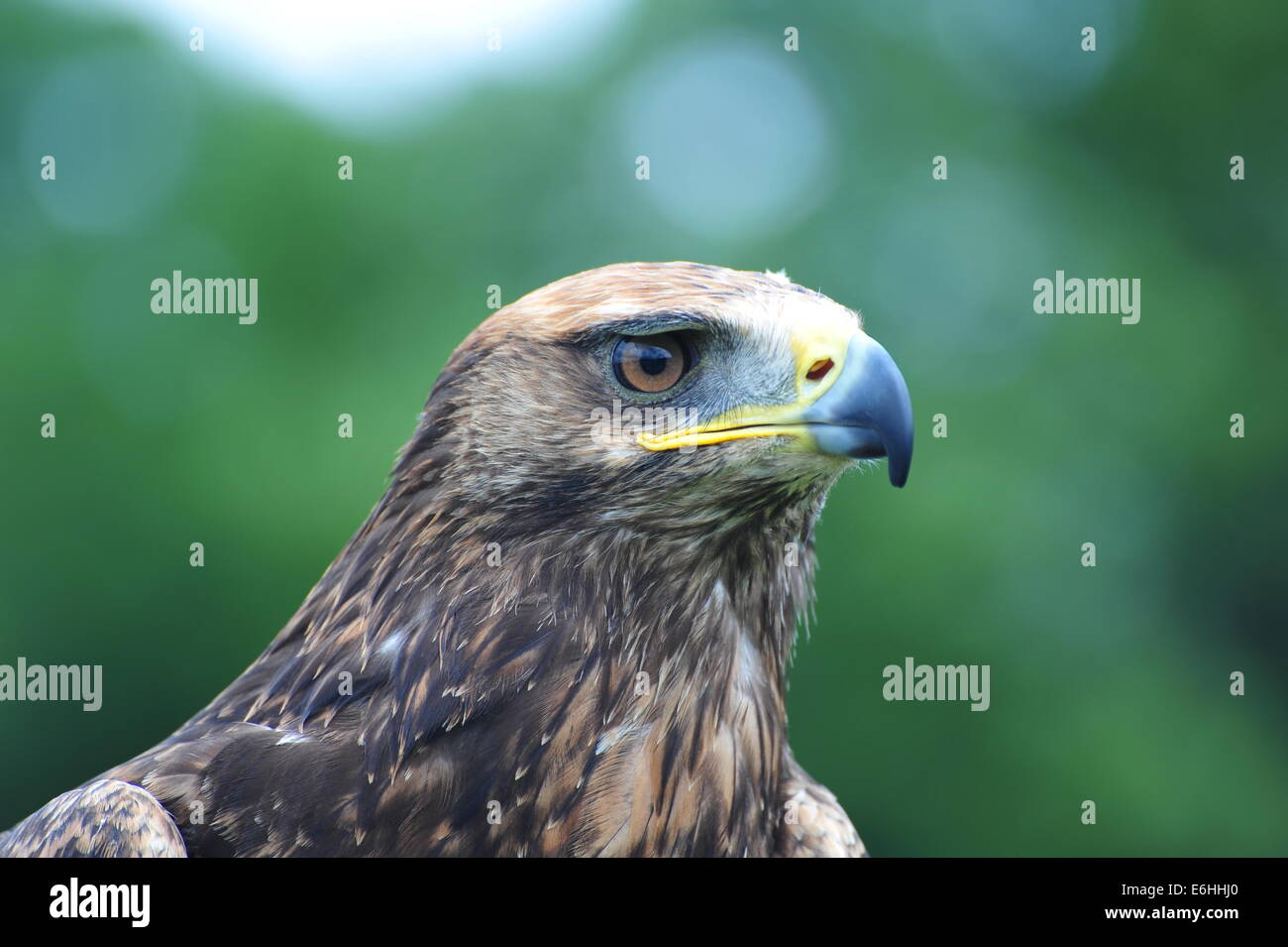 Golden eagle Stockfoto