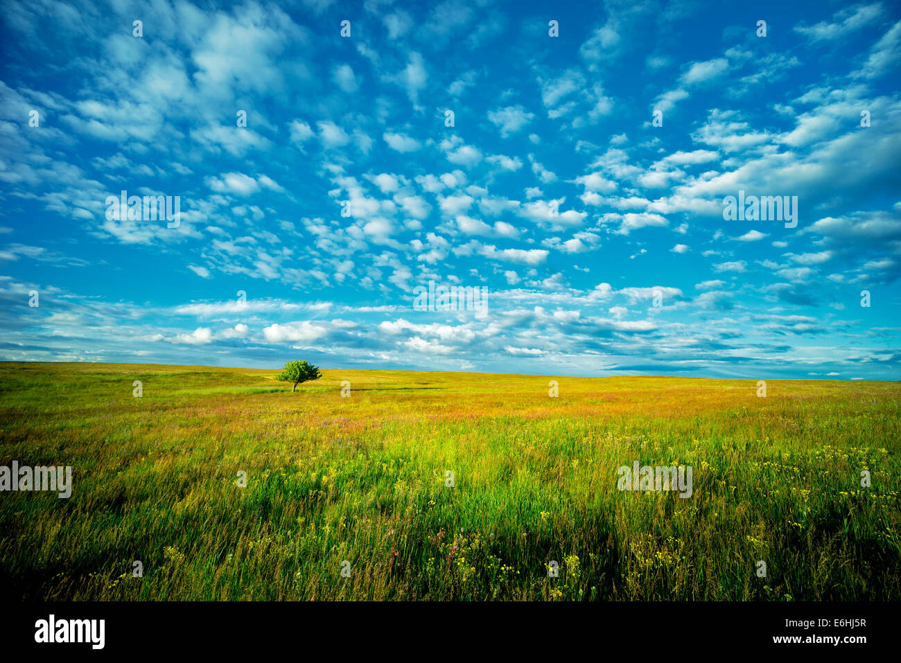 Einsamer Baum und Wildblumen. Zumwalt Prairie Preserve, Oregon Stockfoto