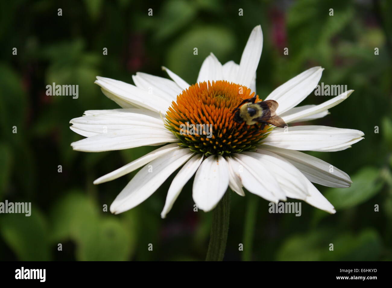 Herbst-Stauden, White Daisy und Biene Stockfoto