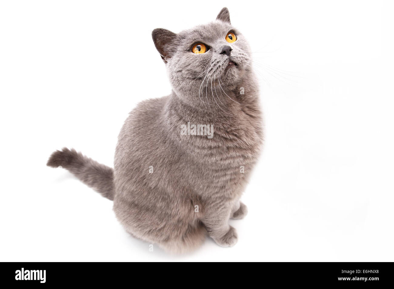 Porträt einer grauen britische Katze isoliert auf weißem Hintergrund Stockfoto