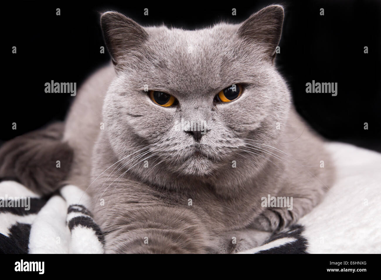 Schläfrige grauen britische Katze auf schwarzem Hintergrund Stockfoto