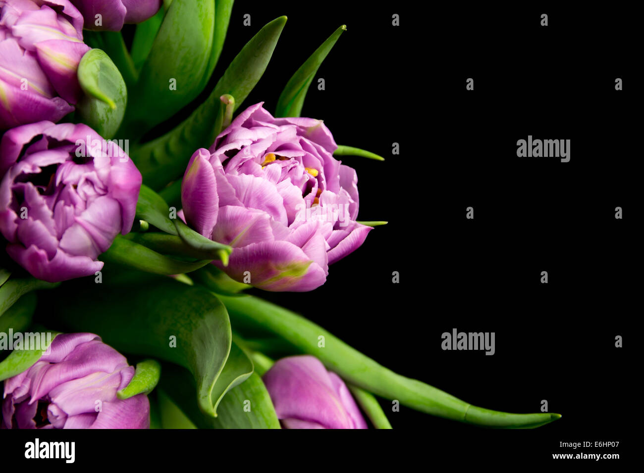 Violette Tulpen auf schwarzem Hintergrund isoliert. Stockfoto