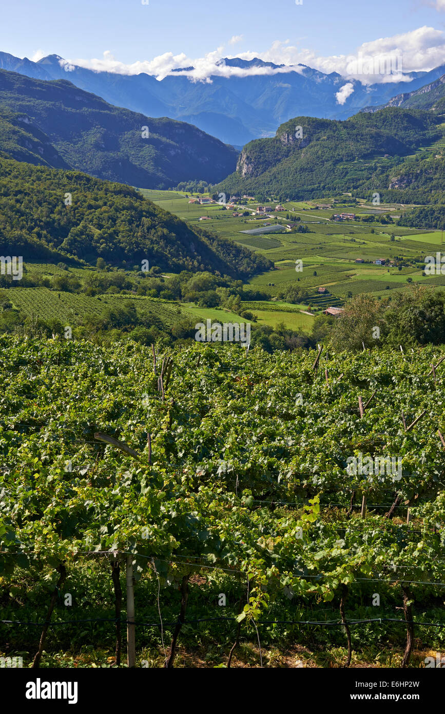 Weinberge in der Sonne im Sommer, Südtirol, Alto Adige, Italien, Europa Stockfoto