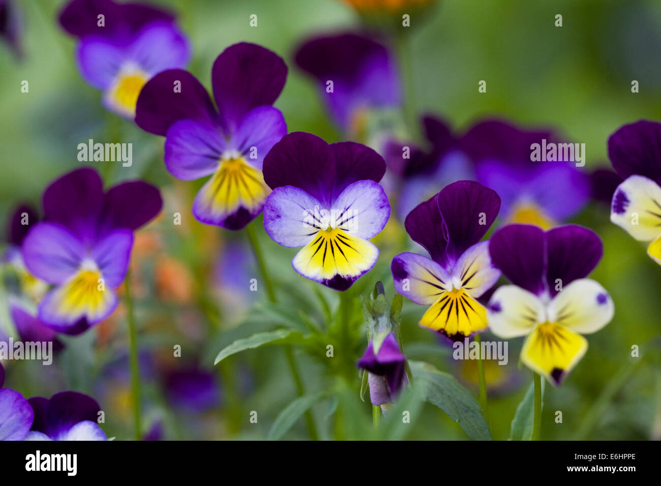 Viola Tricolor. Stiefmütterchen-Blüten. Stockfoto