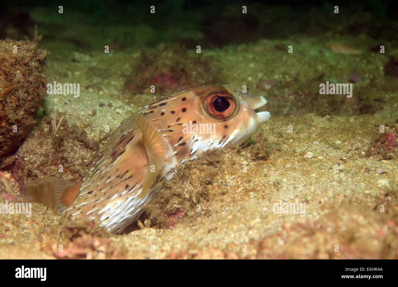 Lange-Wirbelsäule Igelfischen (Diodon Holacanthus – aka Longspined Igelfischen, sommersprossige Igelfischen) Scouting von ein Hohlraum in t Stockfoto