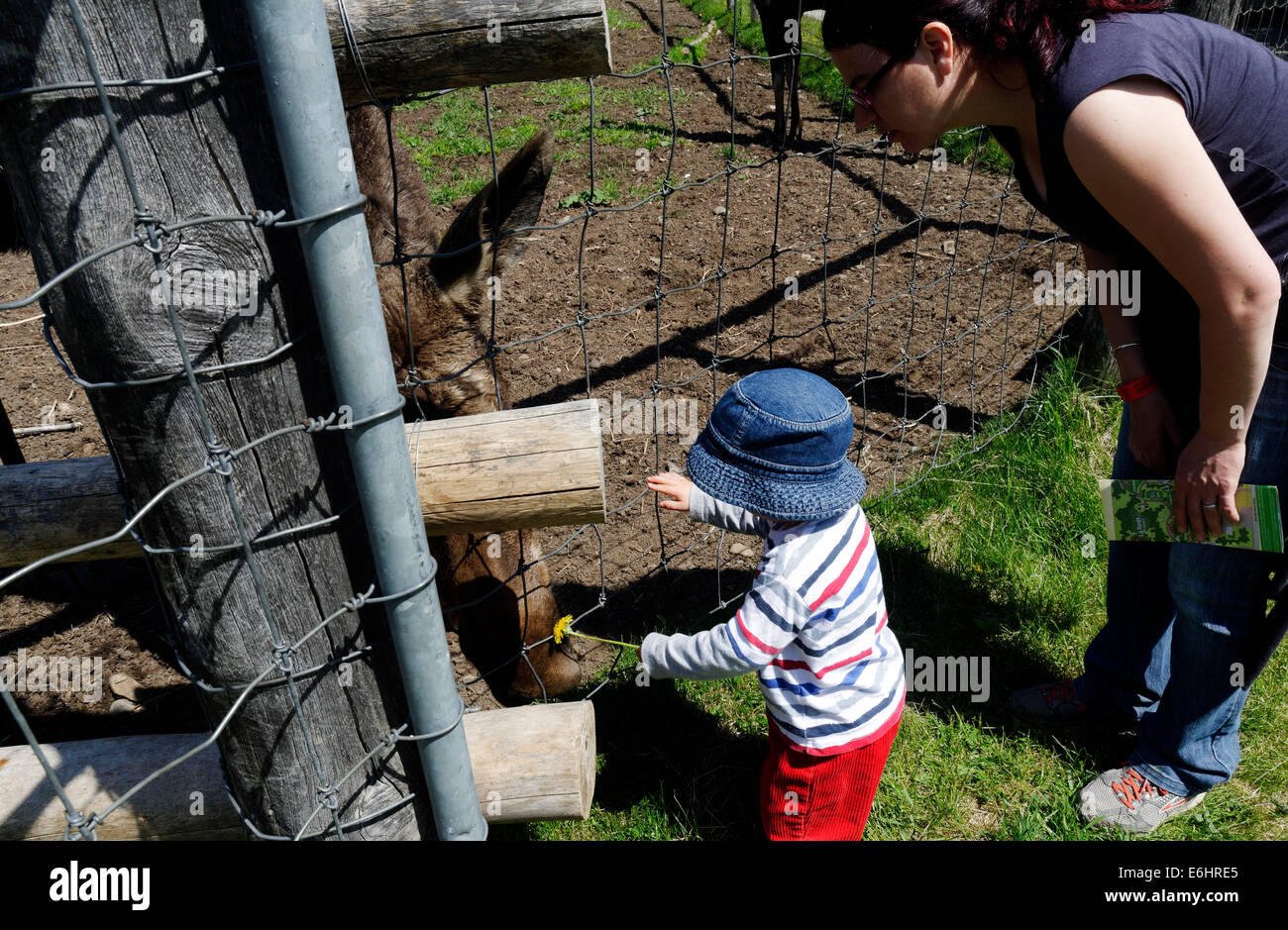 Ein kleiner Junge Handanlage ein Elch auf der Biopark in Gaspesie, Quebec Stockfoto