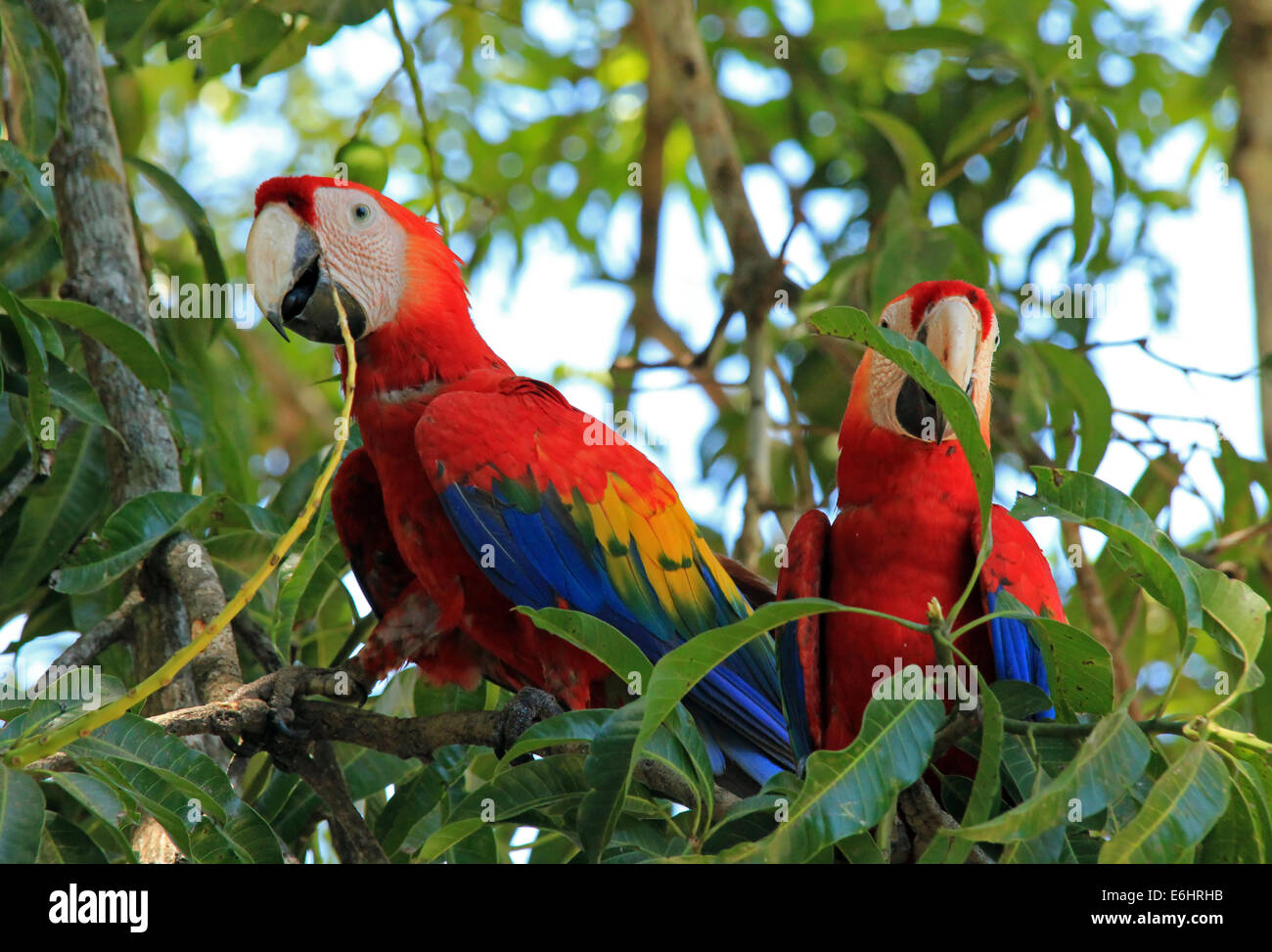 Zwei rote Aras (Ara Macao), Limonal, Costa Rica Stockfoto