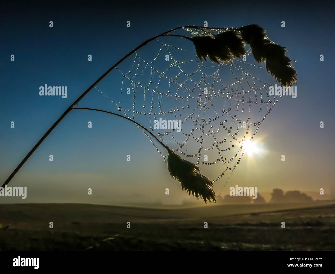 Sonnendurchflutetes Tautropfen klammerte sich an ein Spinnen-Netz Stockfoto