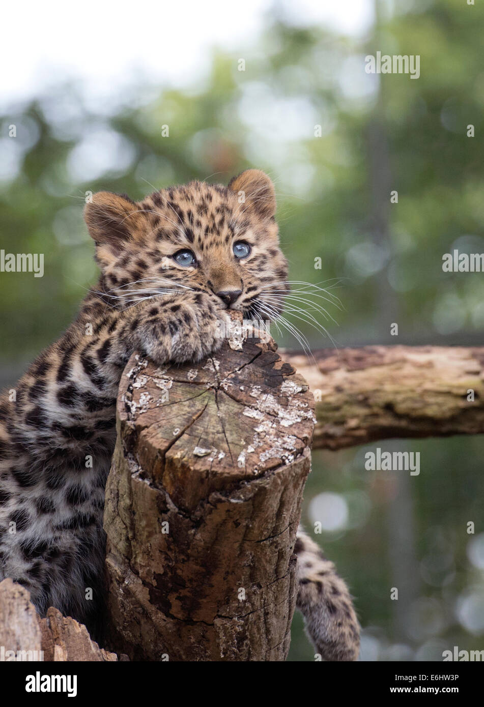 Weibliche Amur Leopard Cub auf Baumstumpf Stockfoto