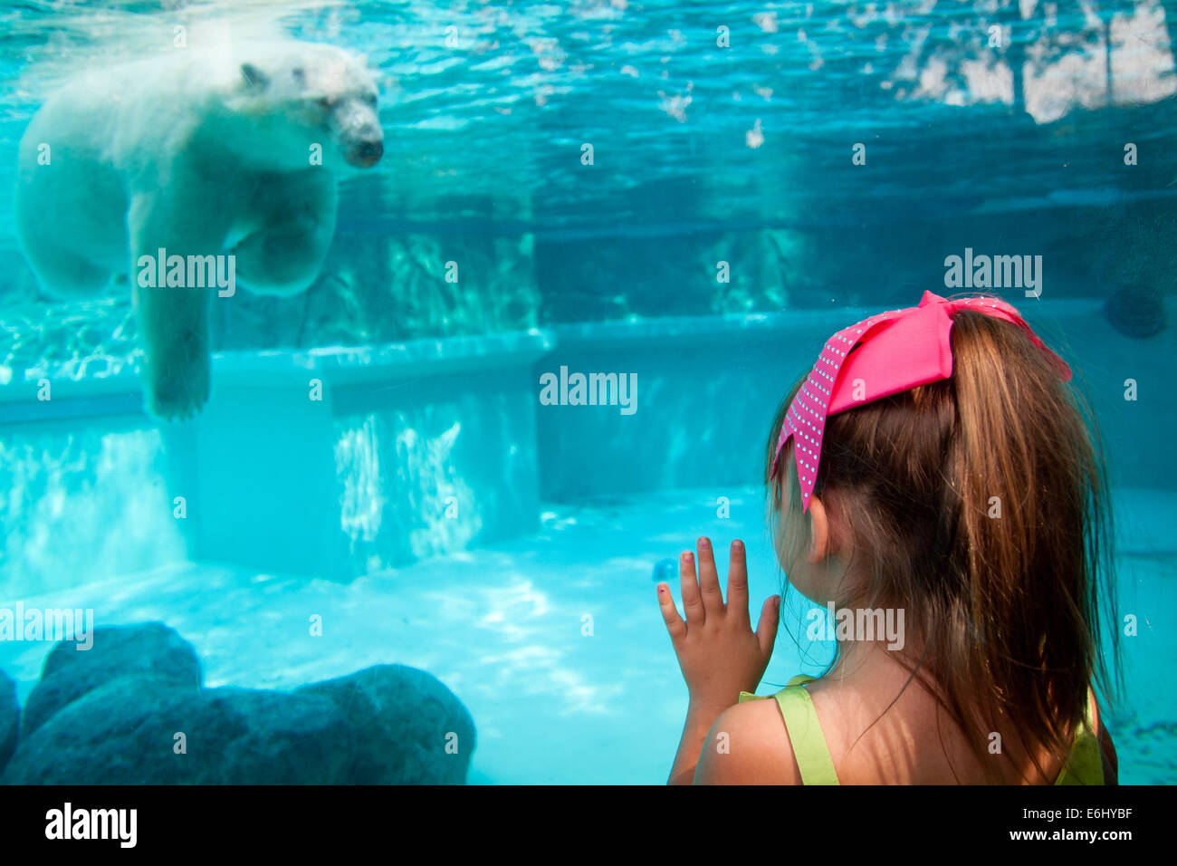 Eine niedliche kleine Mädchen Uhren Anane, der resident Eisbär der Lincoln Park Zoo in Chicago, Schwimmen unter Wasser an einem warmen, Sommertag. Stockfoto