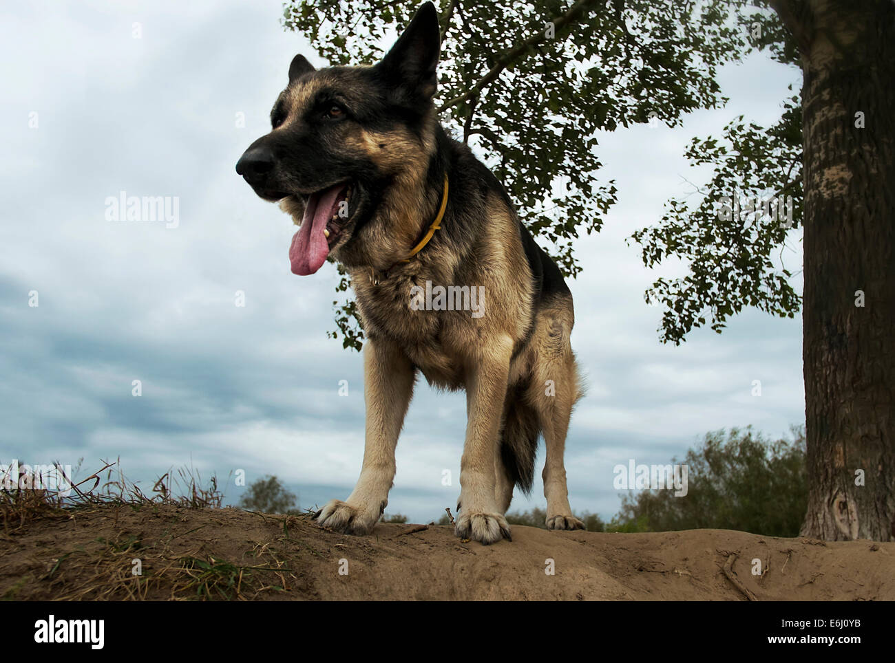 Schäferhund-Warnung Stockfoto