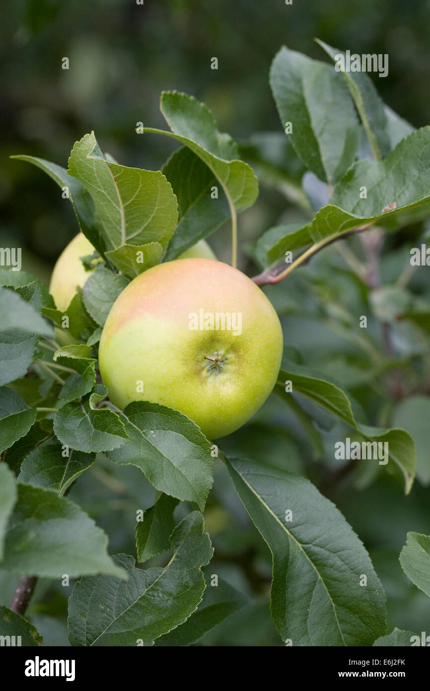 Malus Domestica 'Limelight'. Äpfel wachsen in einem englischen Obstgarten. Stockfoto