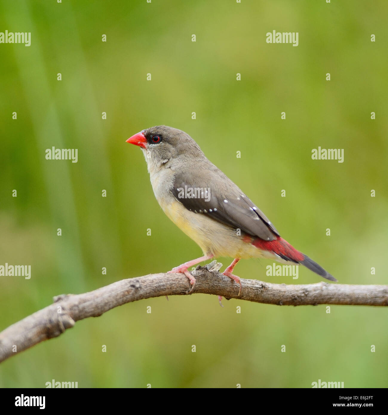 Schönen roten Vogel, Reife Frauen rot Avadavat (Amandava Amandava) auf der Brutzeit Gefieder, Seite und Rücken Profil Stockfoto