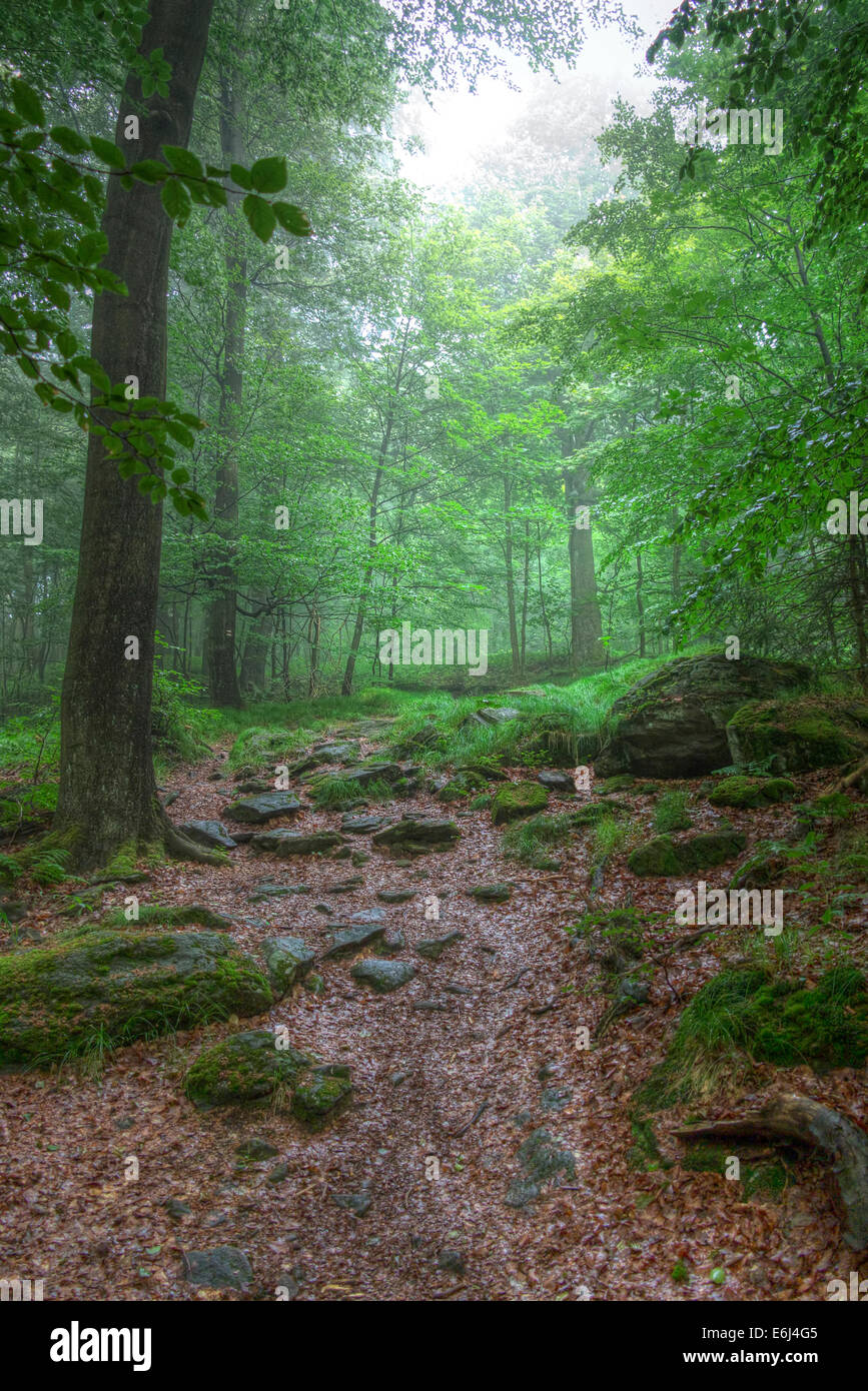 Morgen in den Laubwald - Stille des Waldes - die Stimmung einer Landschaft Stockfoto