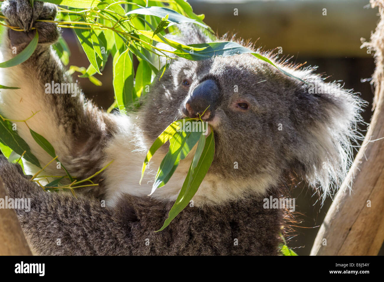 Dieser Koala gerade aufgewacht und genießt einige frische Eukalyptusblätter. Cleland Wildlife Park, Australien beschossen. Stockfoto