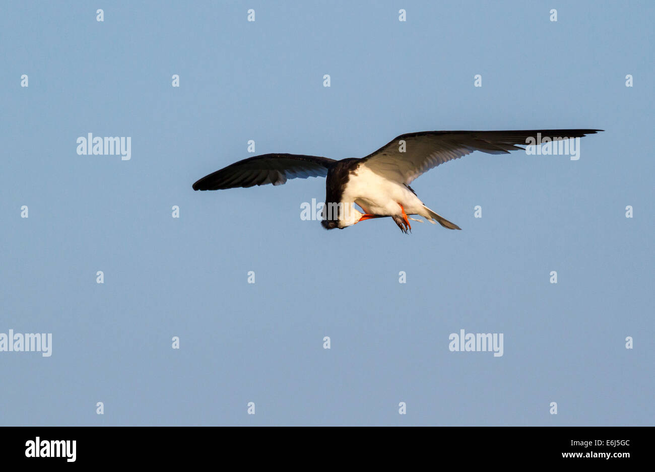 Schwarz-Skimmer (Rynchops Niger) putzen im Flug, Galveston, Texas, USA. Stockfoto