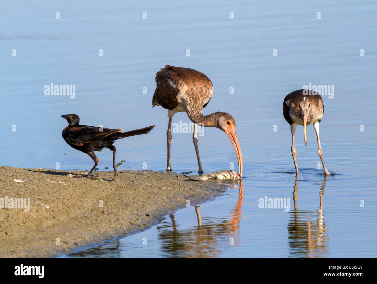 Junge amerikanische weiße Ibisse (Eudocimus Albus) und der gemeinsamen Grackle (Quiscalus Quiscula) Aufräumvorgang auf einen toten Fisch am Strand Stockfoto