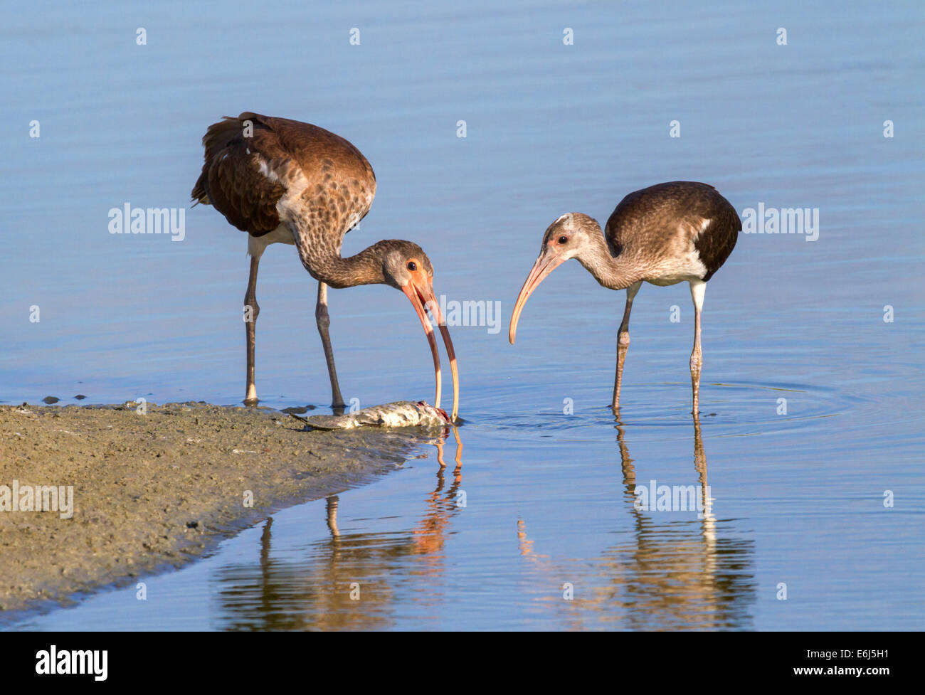 Junge amerikanische weiße Ibisse (Eudocimus Albus) Aufräumvorgang auf einen toten Fisch am Strand. Stockfoto