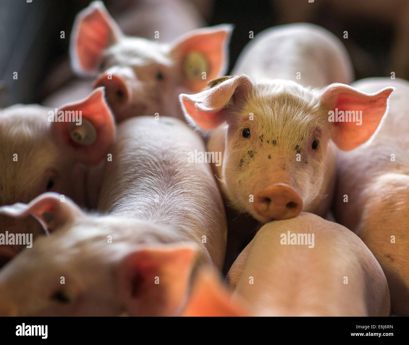 Ferkel ein paar Tage alt, in einem Stall der Tierzucht Bauernhof Losten, Deutschland, 21. August 2014. Bis zu 160.000 Ferkel im Stall werden jedes Jahr geboren. Mit 65.000 Tiere ist die Farm eines der größten Schweinehaltung in Deutschland. Foto: Jens Büttner/dpa Stockfoto