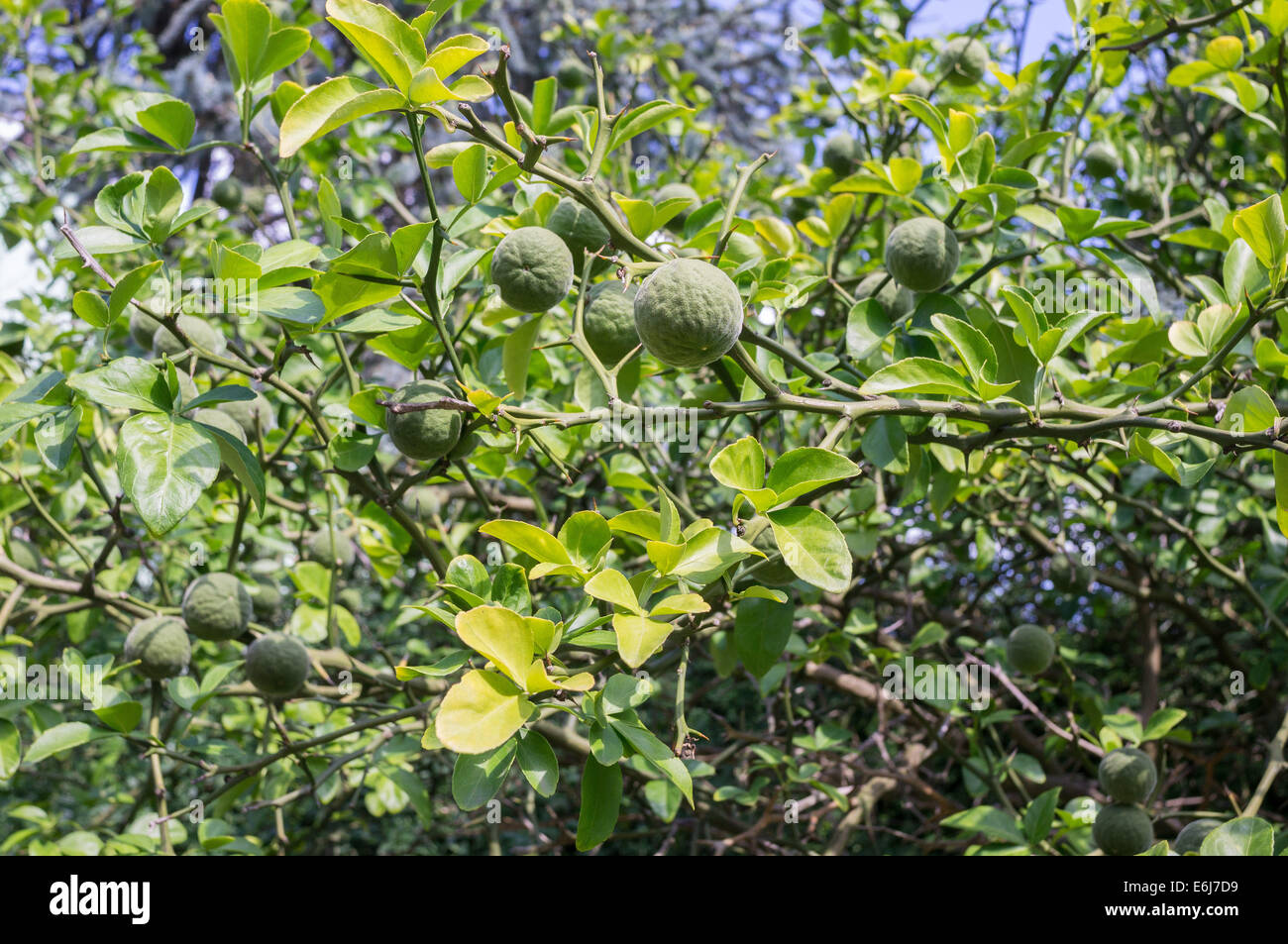 Zählig orange bitter hardy orange grüne Früchte Stockfoto