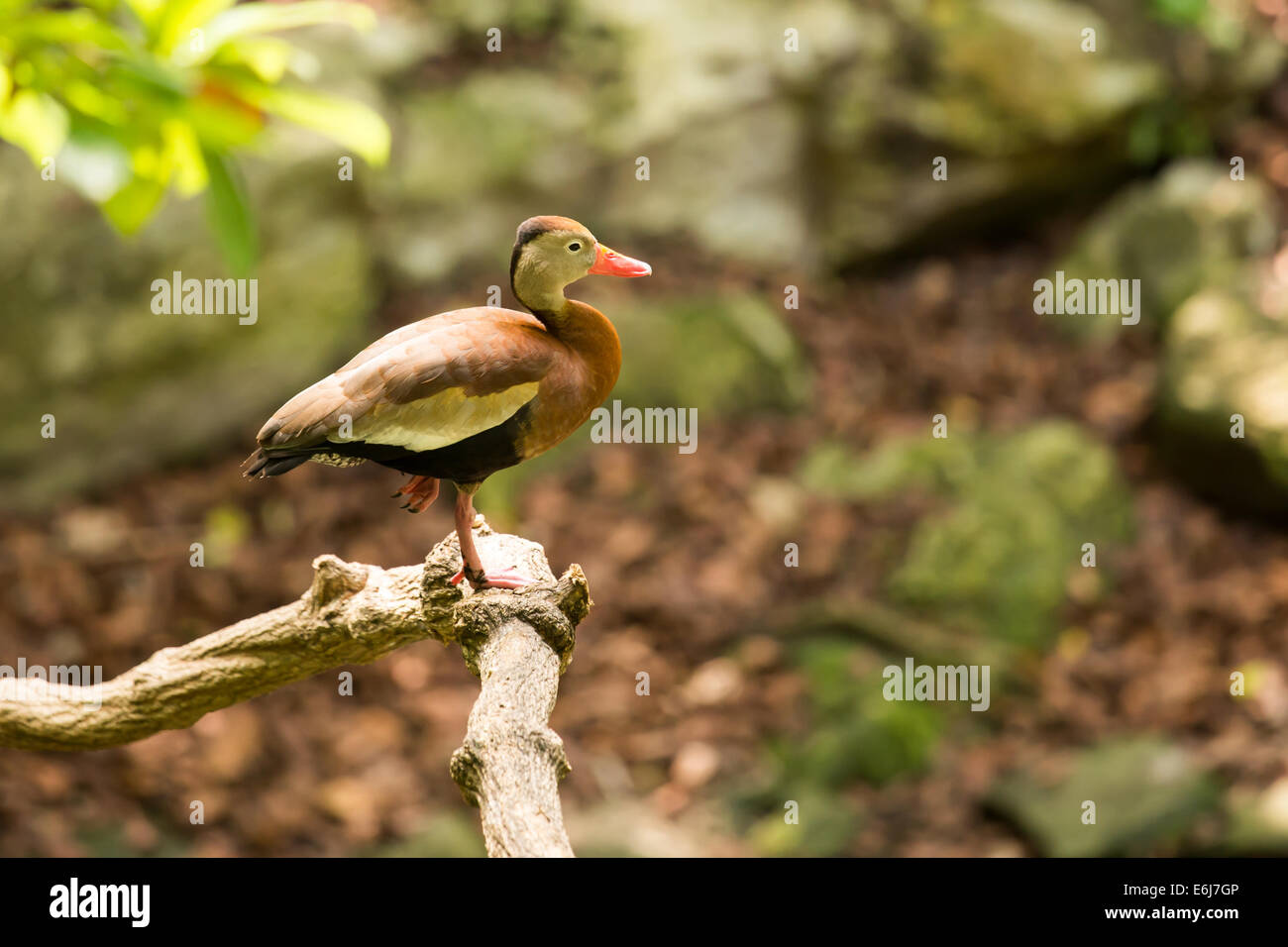 Schöne-schwarzbäuchigen pfeifender Baum Ente in Mexiko Stockfoto