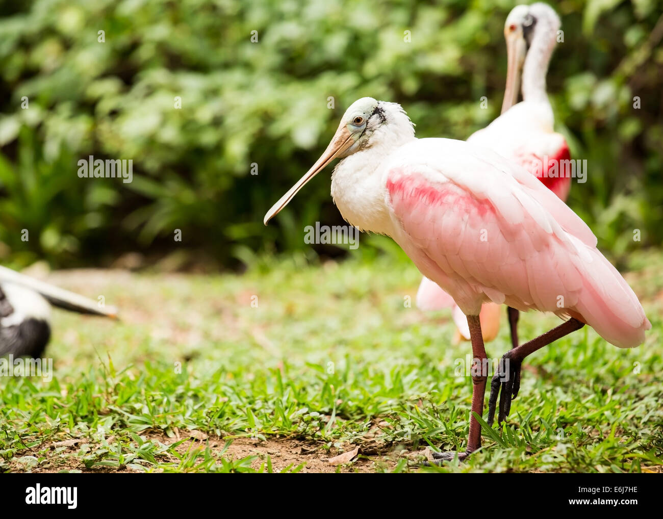 Porträt von rosige Löffler Vogel in Playacar, Mexiko Stockfoto