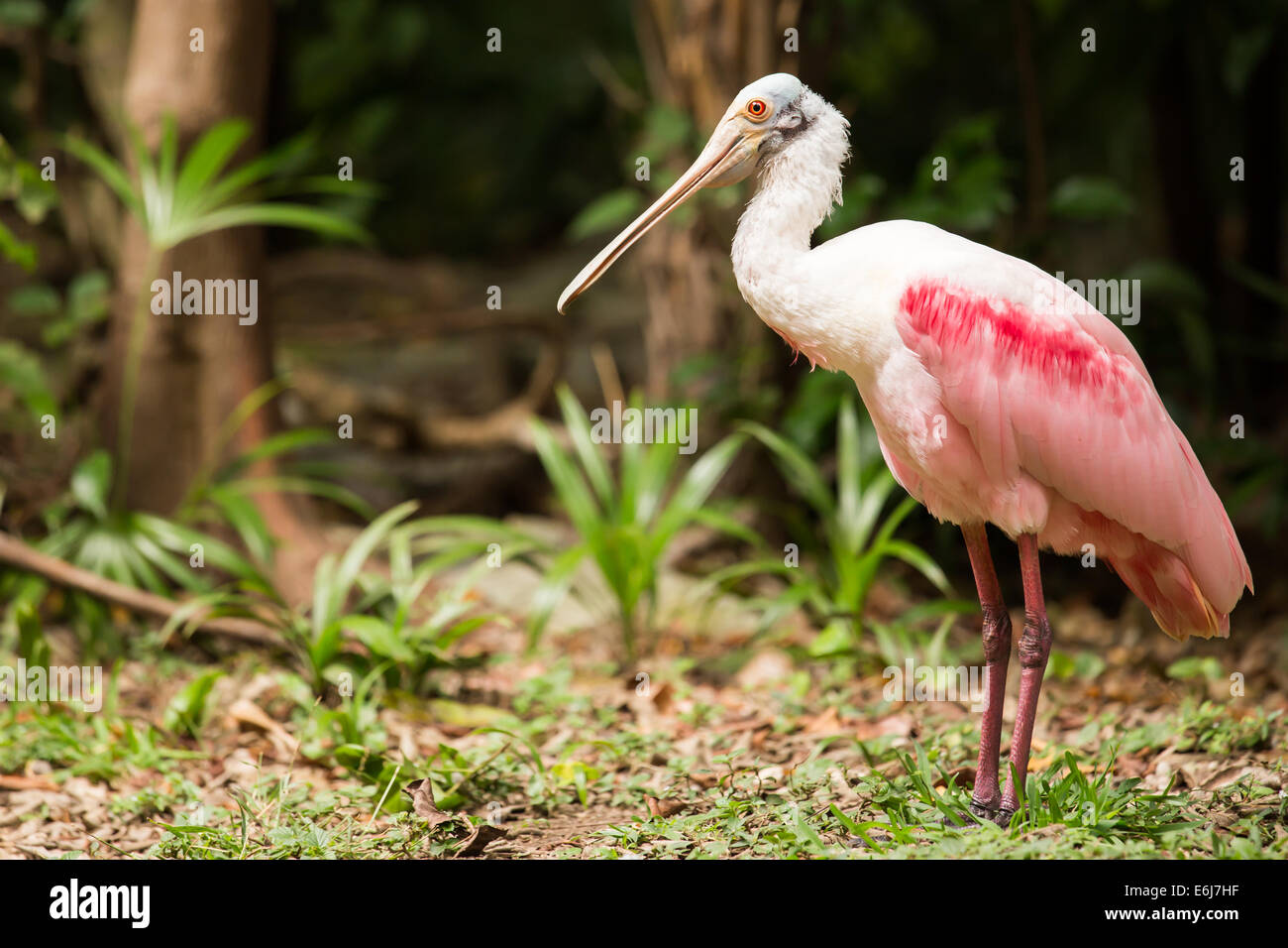 Porträt von rosige Löffler Vogel in Playacar, Mexiko Stockfoto