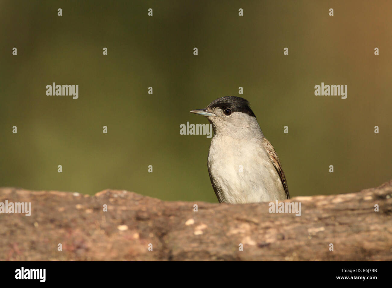 Mönchsgrasmücke (Sylvia Atricapilla) männlichen thront auf Stamm. Barcelona. Katalonien. Spanien. Stockfoto