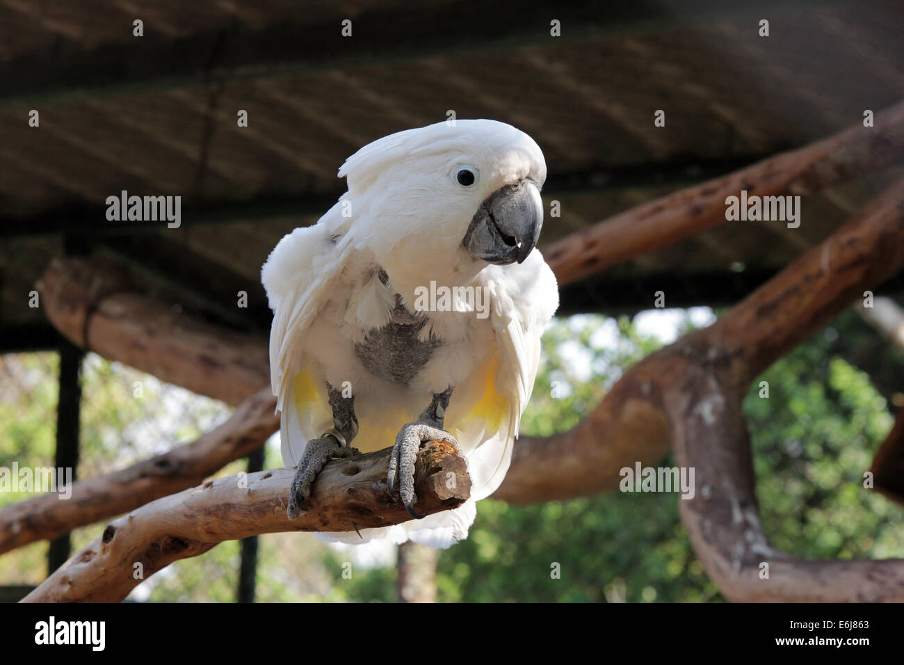 Kakadu mit Feder-Verlust wegen selbst Verstümmelung. Stockfoto