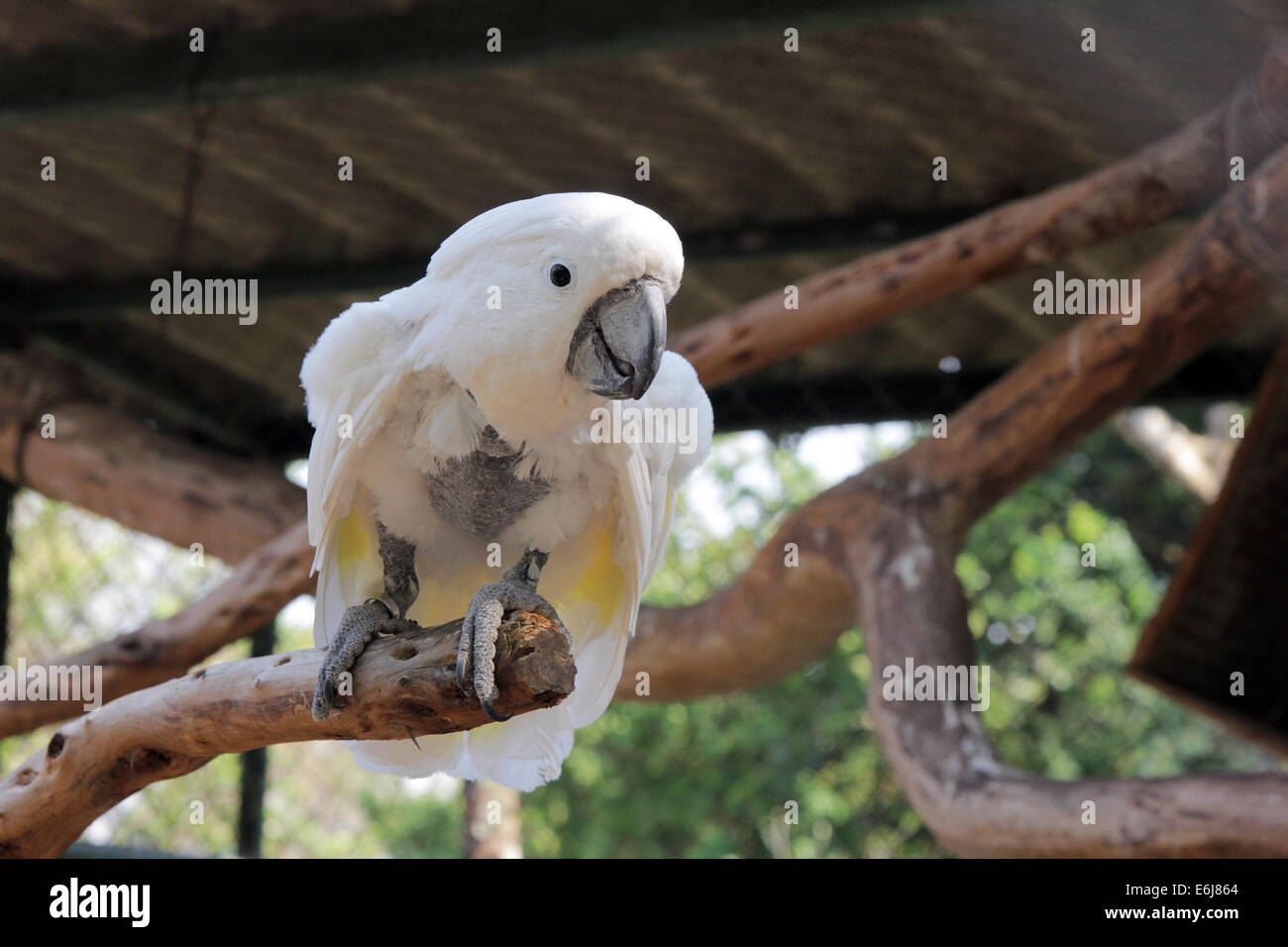 Kakadu mit Feder-Verlust wegen selbst Verstümmelung. Stockfoto