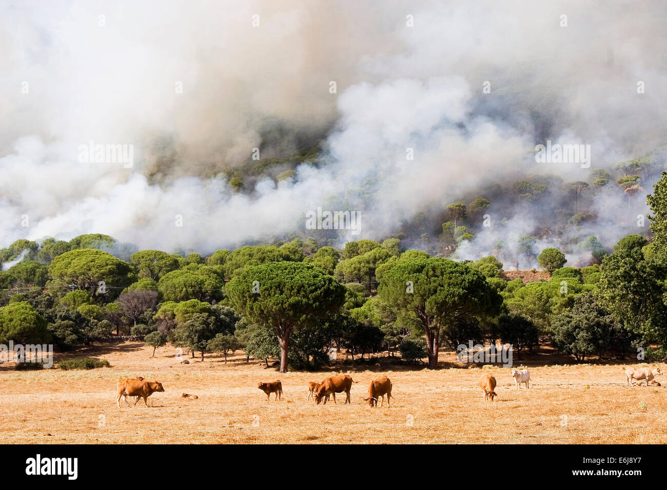 Feuer-Wald in den Bergen der Sierra de Gredos, Avila Stockfoto
