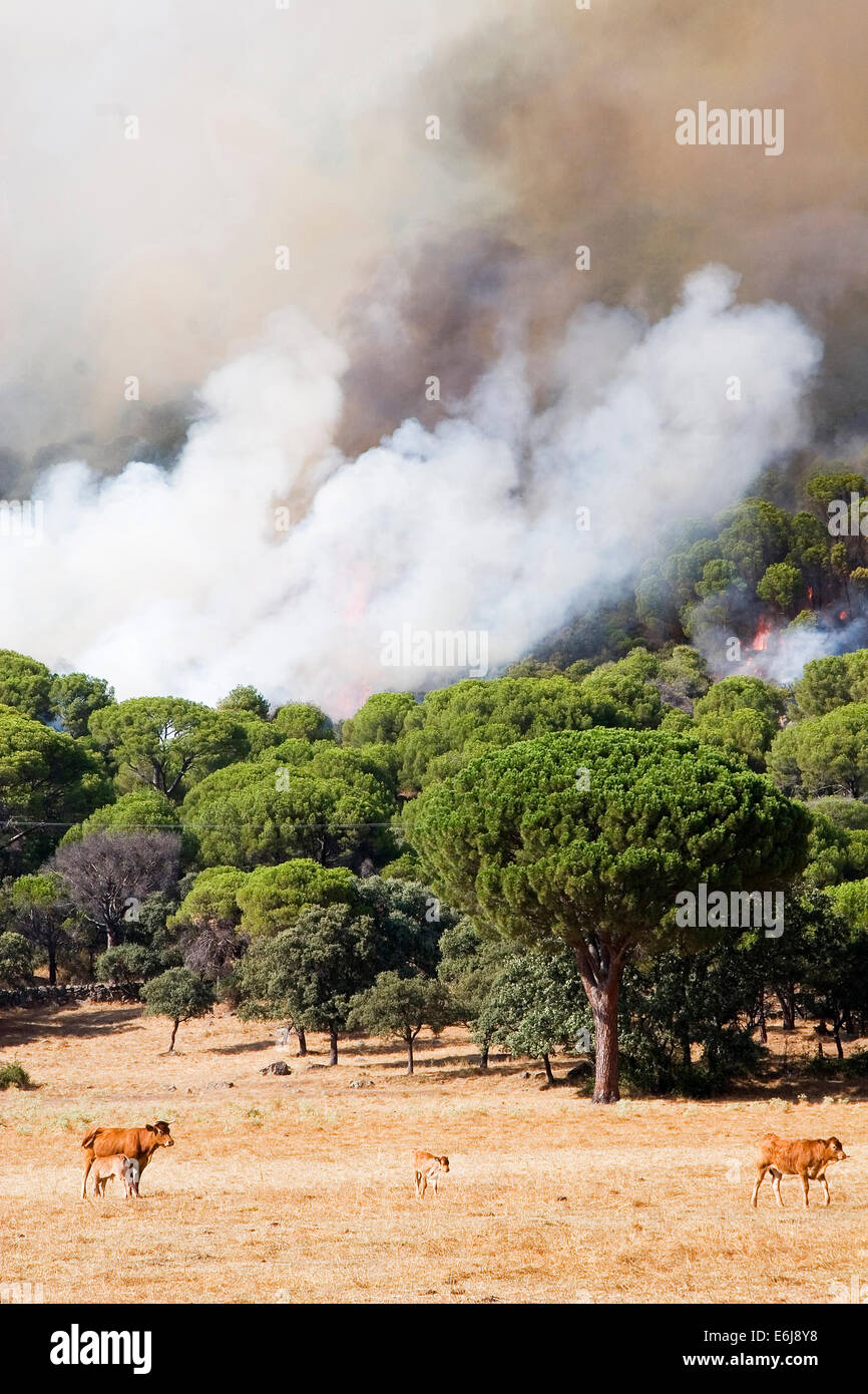 Feuer-Wald in den Bergen der Sierra de Gredos, Avila Stockfoto