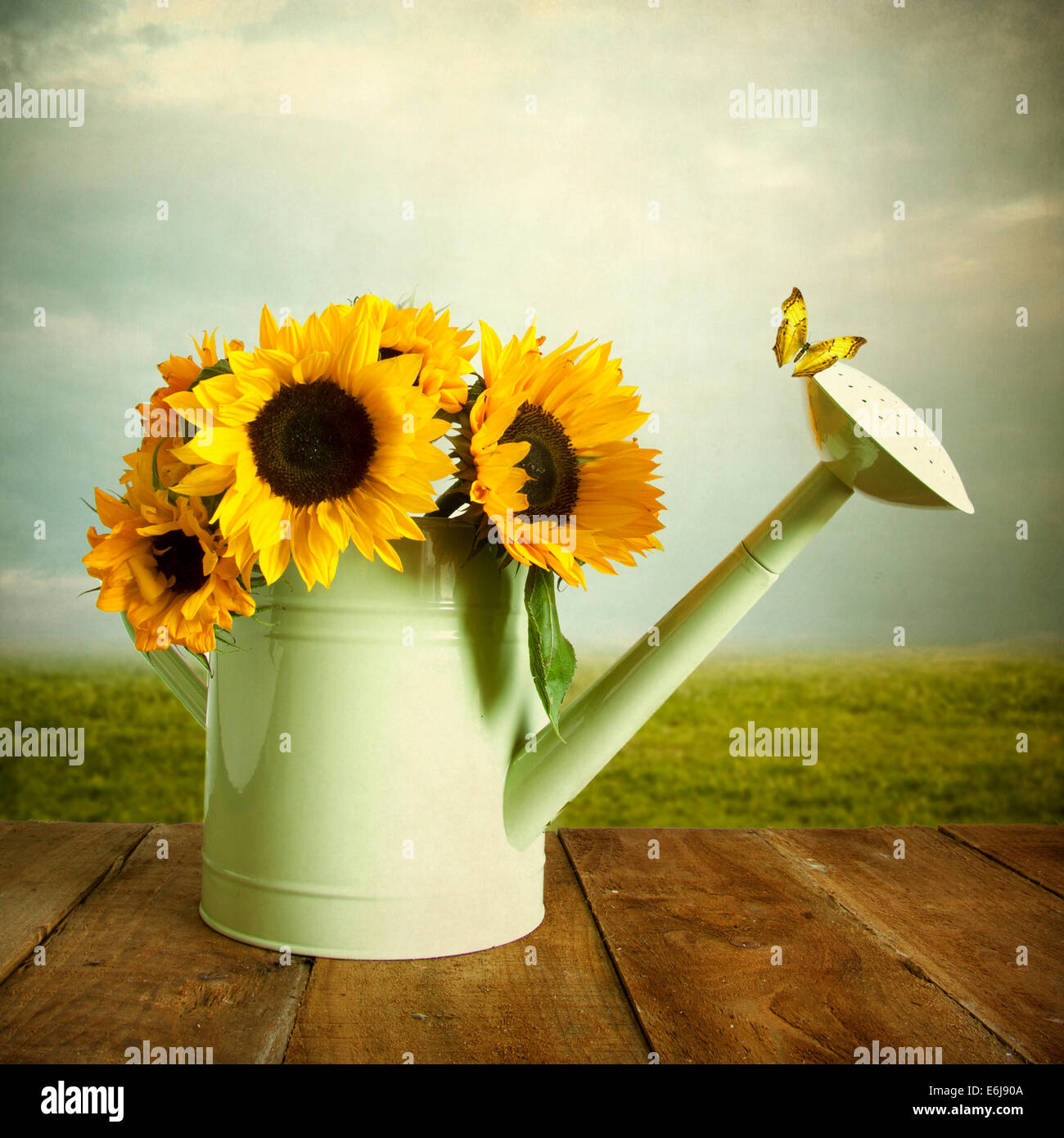 Sonnenblumen in grüne Gießkanne Stockfoto