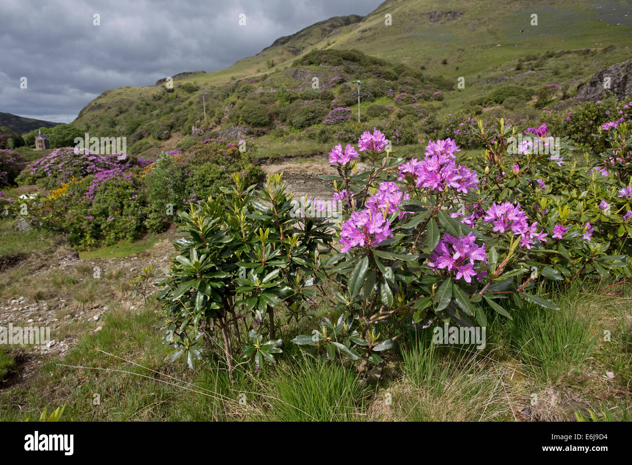 Invasive Rhododendron Rhododendron Ponticum Verbreitung auf Isle of Mull,  Schottland Stockfotografie - Alamy