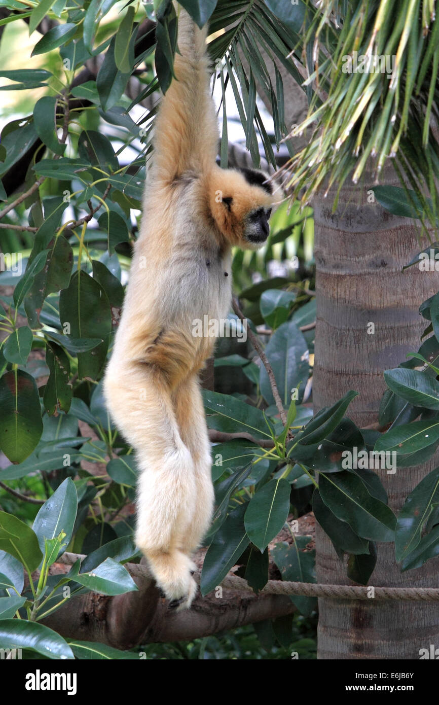 Ein Gibbon schwingen durch einen Baum in Adelaide Zoo Australien Stockfoto