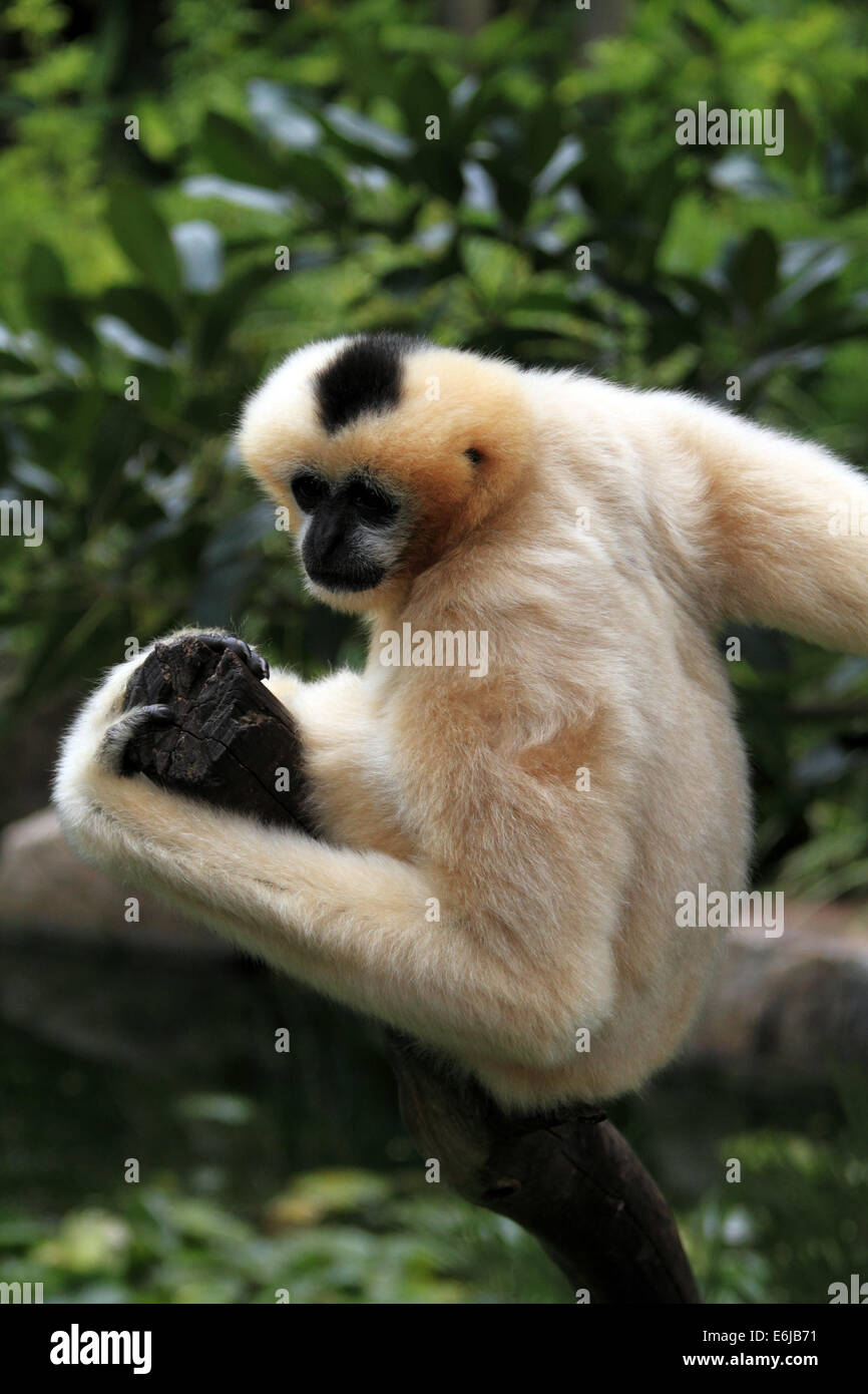 Ein Gibbon sitzt in einem Baum in Adelaide Zoo Australien Stockfoto