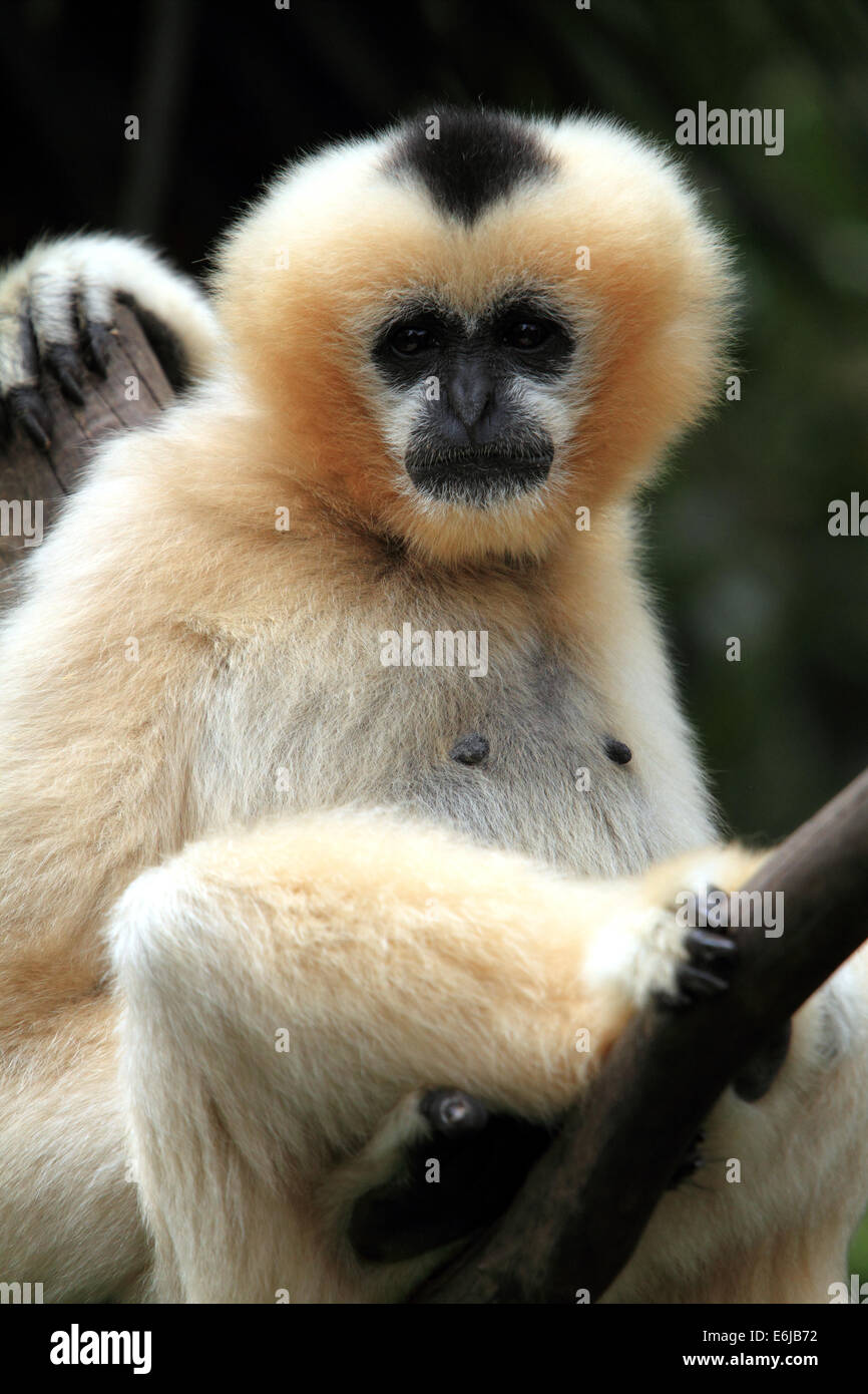 Ein Gibbon sitzt in einem Baum in Adelaide Zoo Australien Stockfoto