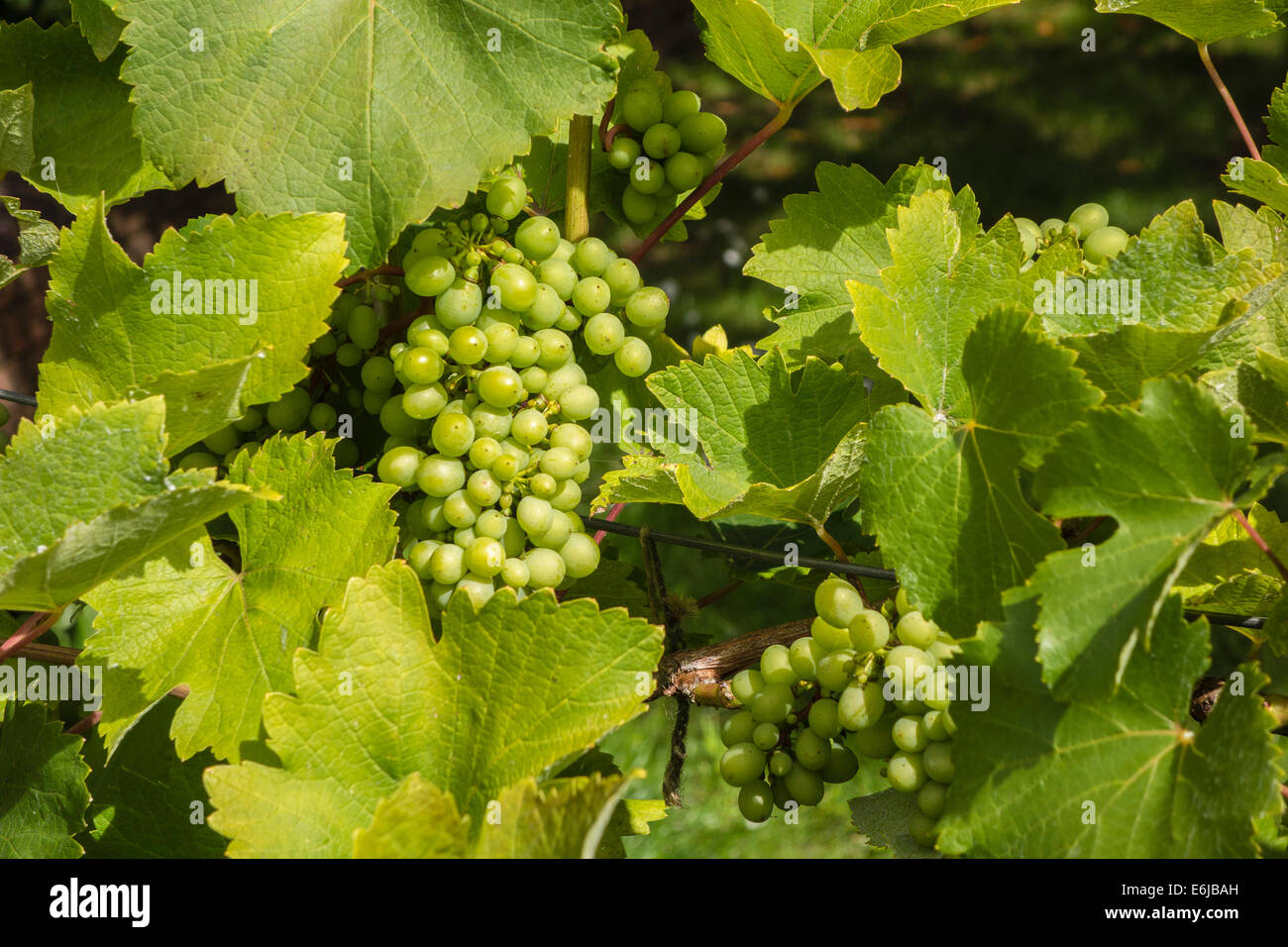 Weiße Trauben hängen Rebe in Wimborne Minster, Dorset, England, UK Stockfoto
