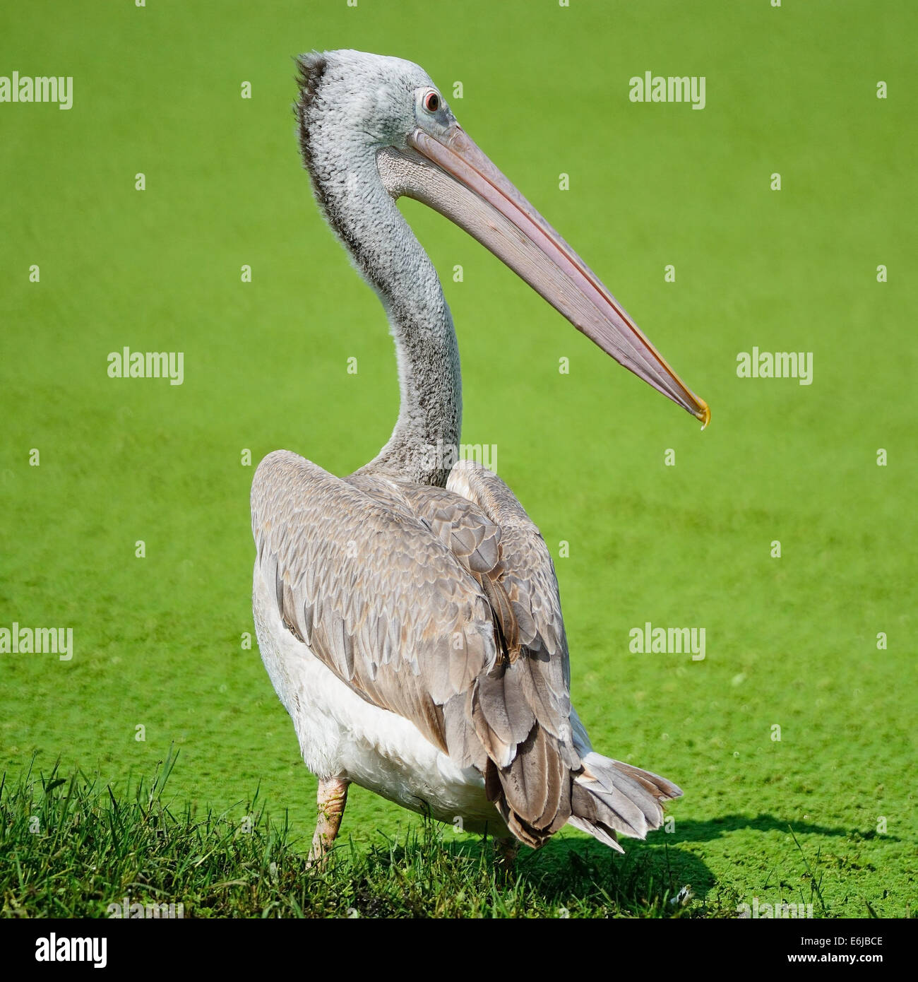 Schöne Wasservogelarten, Spot-billed Pelikan (Pelecanus Phillippensis), zurück Profil Stockfoto