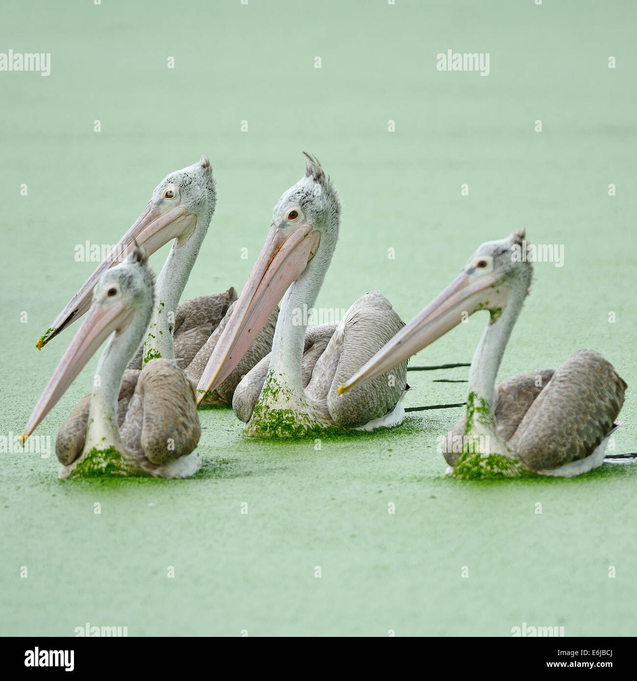 Schöne Wasservogelarten, Gruppen von Spot-billed Pelikan (Pelecanus Phillippensis) Stockfoto