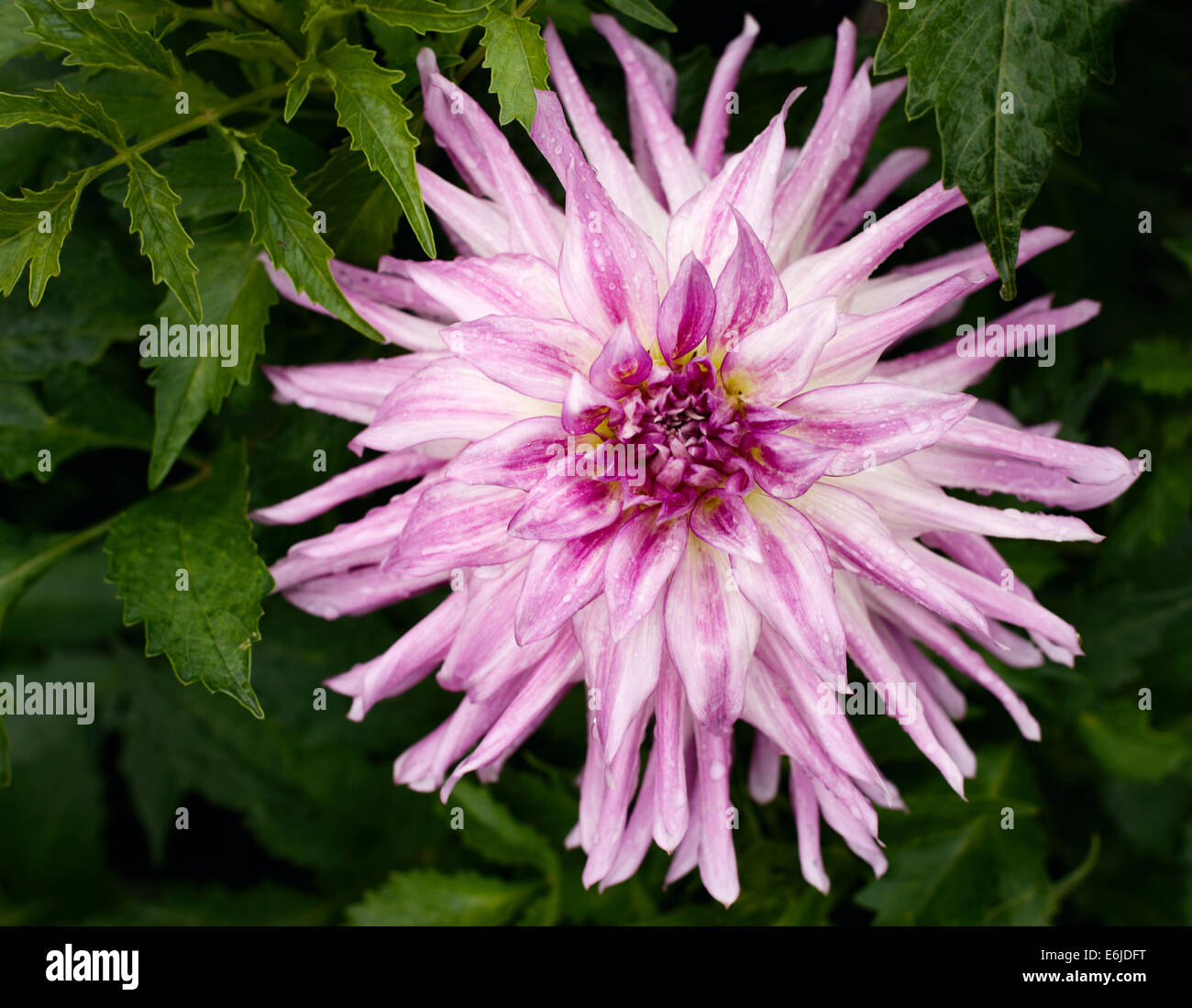 blühenden Kopf lila Dahlien Stockfoto